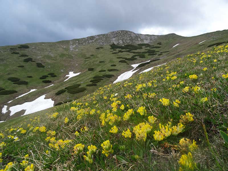 Schneealpe